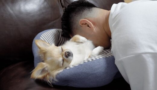 初めて犬吸いされ魂が抜けたチワワがこちらです