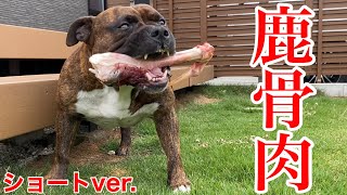 【大食い犬ASMR】鹿骨付き肉をバリバリ豪快に噛み砕くアメリカンブリー