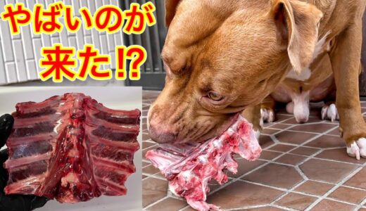 【犬の咀嚼音】エイリアンみたいな骨をピットブルにあげたらボリボリが止まらなくなりましたw ASMR、音フェチにおすすめ動画