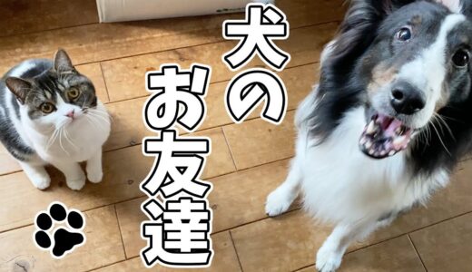 犬が大好きな息子猫🐈