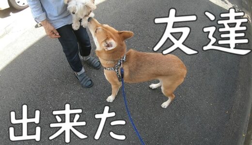 お散歩を怖がる元保護犬に友達が出来た