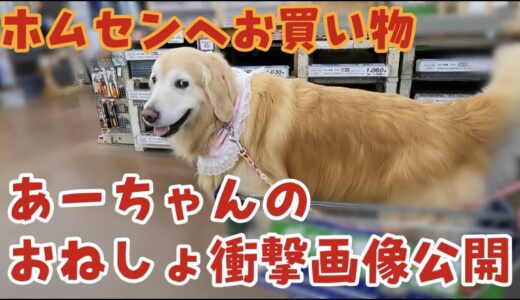 ホムセンへお買い物とおねしょ犬だったあーちゃんの現在