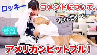 ロッキーのコメントについてお話しします。ピットブルはどういう犬？【アメリカンピットブル】(AMERICAN PITBULL)