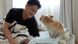 チワワ犬が寝過ぎる主を今度こそ寝させないようにとる最終奥義が可愛すぎたwww