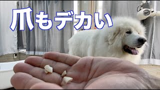 超大型犬 グレートピレニーズ の爪切りは老眼鏡なしでも大丈夫