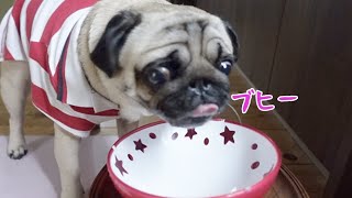 パグの本気の鼻息を全身で浴びるような体験ができる動画 パグ犬ぷぅPug