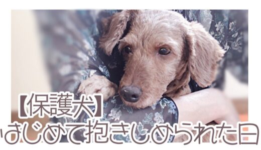 【保護犬預かりvlog】はじめて抱きしめられた日