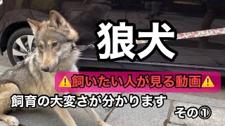 狼犬を飼いたい人に見て欲しい動画【その①】