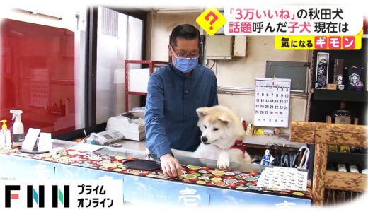 「3万いいね」の秋田犬　話題呼んだ子犬 現在は