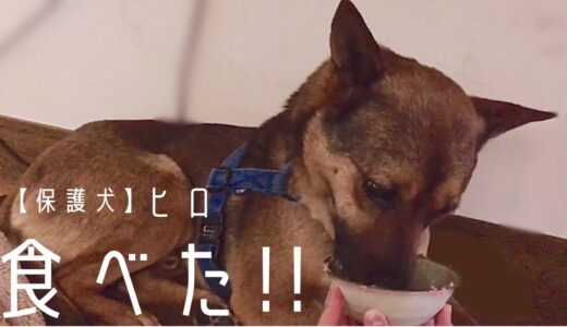 【保護犬預かりvlog】食べた！！ヒロが初めて食欲を見せてくれた日