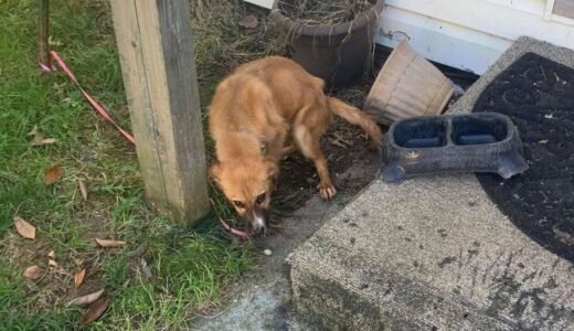 リードをつないだまま置き去りにされた犬。元飼い主に捨てられた犬が優しい友達に出会い幸せを手に入れる【動物の感動する話】