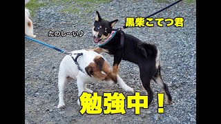 黒柴こてつ君、犬社会を勉強中！Black shiba dog Kotetsu is learning dogs’ rules