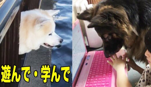 良く遊び・良く学ぶ・初夏の陽気・秋田犬・シェパード犬の過ごし方【VLOG】