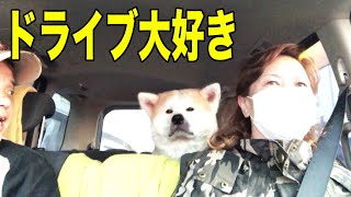 大型犬ドライブ大好き・秋田犬そうすけ・シェパードマック【VLOG】