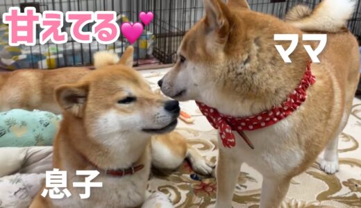 母犬に甘える巨体息子犬がバタバタしていてウザ可愛いw