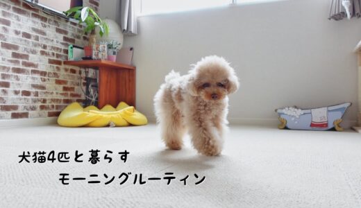 犬猫4匹に休日の朝をすべて捧げるモーニングルーティン