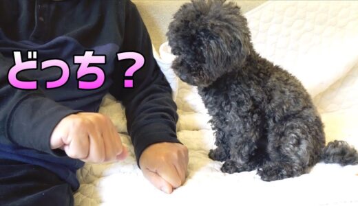 誕生日にどっちどっちゲームを催促する犬ｗ【1歳】