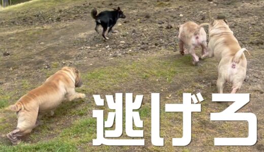 【元保護犬】大型犬のお友達を作ってあげようとしたら失敗した…