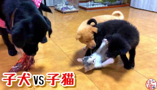 【捨て犬　子犬　保護】側溝に落ちていた子犬　子犬vs子猫　勝敗は？！