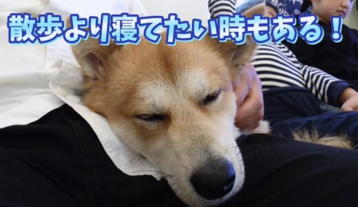 [保護犬だん君]朝だけど眠くて眠くて！パパの膝枕から動きたくないだん君！犬だって寝不足になるよね！