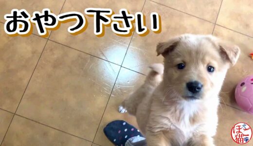 【捨て犬　子犬　保護】側溝に落ちていた子犬　先住犬ジオとの距離感