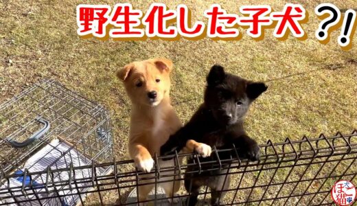 【捨て犬　子犬　保護】野生化した子犬？！子熊？！