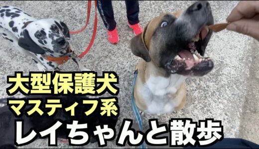 大型マスティフ系保護犬・レイちゃんと散歩【37 38日目】