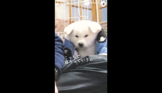 膝の上から降ろされ、不満気な秋田犬の子犬😕 この後、胸キュン行動に…💕 #Shorts