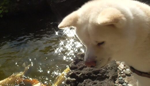 【秋田犬ゆうき】忘れてはいけないもう一つの家族に朝食を食べさせる【akita dog】