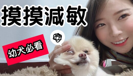 摸摸減敏～幼犬成犬都適用 Desensitization