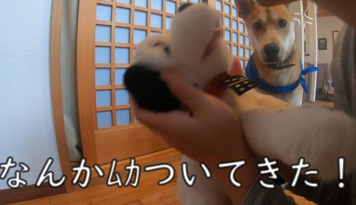 もしぬいぐるみの犬ばっかり可愛がったら