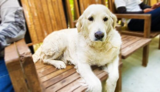 お店の看板犬がレトリバーのまるにそっくりだった