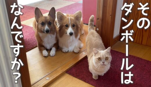 荷物が届くと、とりあえず集まってくる犬と猫【コーギー】【マンチカン】