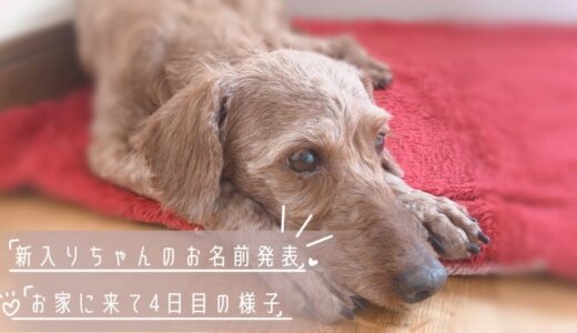 【保護犬・猫預かりvlog】いよいよ新入りちゃんのお名前発表と、わが家に来てから４日目の様子♪