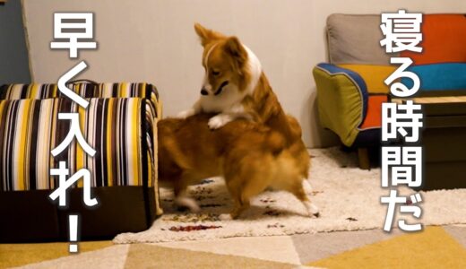 【衝撃映像】９時になると、ハウスにブチ込まれる犬【コーギー】【マンチカン】