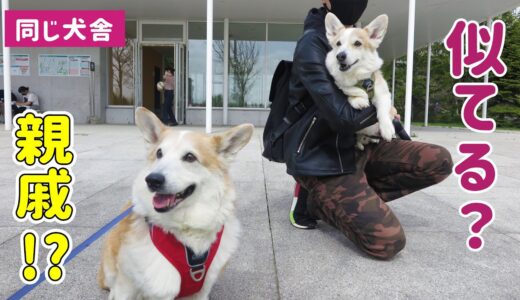 ノエさんと同じ犬舎のコーギーに会いました！