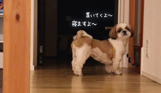 優しい忠犬！主人が寝るまで階段を上らない健気な愛犬！！！と見せかけて、、、（汗）