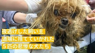 夜逃げした飼い主 道端に捨てていかれた ５匹の悲惨な犬たち