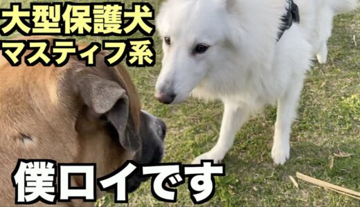 大型マスティフ系保護犬・お散歩三昧【26 27日目】