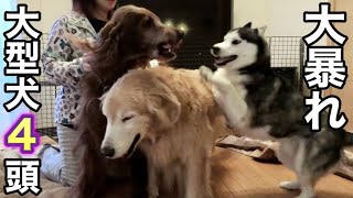 【大暴れ】甘える大型犬4頭と遊ぶとこうなります…。【室内で遊び】