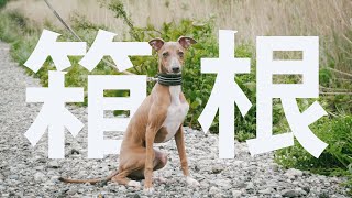 無料で楽しめる、保護犬との箱根が素敵すぎた。ススキの原とポーラ美術館の森の遊歩道【Day32】