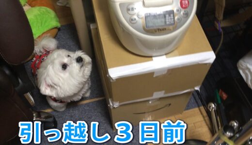 犬と引っ越しする３日前の部屋の様子！ビションフリーゼ