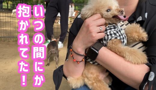 ドッグランで幸せそうな犬の様子が愛らしいｗ【トイプードル】