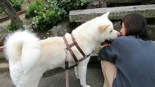 【秋田犬ゆうき】ゆっくりしたいけど後ろでちょこちょこ動かれると落ち着かない【akita dog】