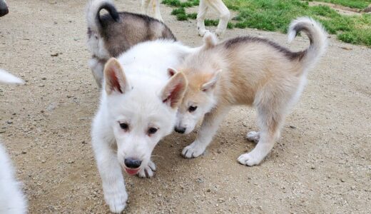 ころころと転がる仔狼犬