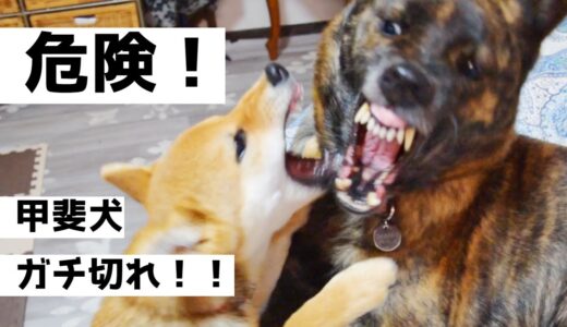 【危険】甲斐犬が本気で怒るとヤバイ！一触即発した瞬間をカメラにおさめました。【音量注意】