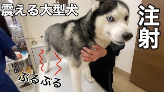 狂犬病の予防接種に震えが止まらなくなる大型犬【病院の注射に怯える】