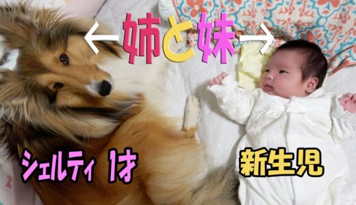 新生児の妹と暮らし始めた犬のお姉ちゃん【シェルティちょこ】