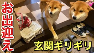 【柴犬】どんなに嬉しくても絶対玄関から降りない犬が今日も全力でお出迎えしてくれました。