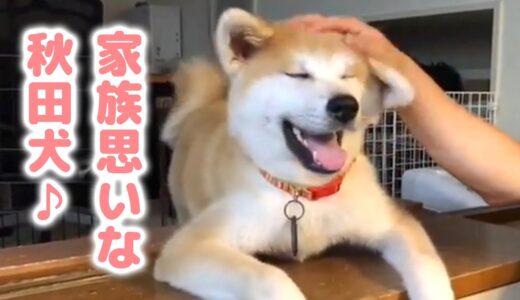 家族が風邪で寝込んだ時、秋田犬がとった“ある行動”が優しすぎた…